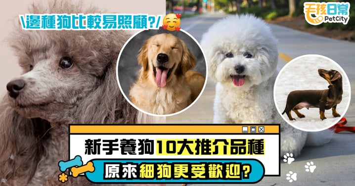新手養狗指南︱10大最適合新手飼養狗狗品種 原來小型犬更受歡迎?