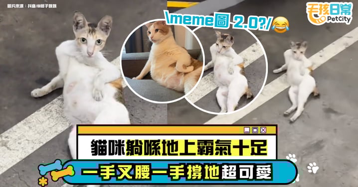 貓咪躺地霸氣十足 一手撐地一手叉腰 網友笑翻：像meme圖【有片】