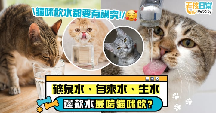 貓咪喝水小常識|礦泉水、自來水、生水 哪種水最適合貓咪飲用?