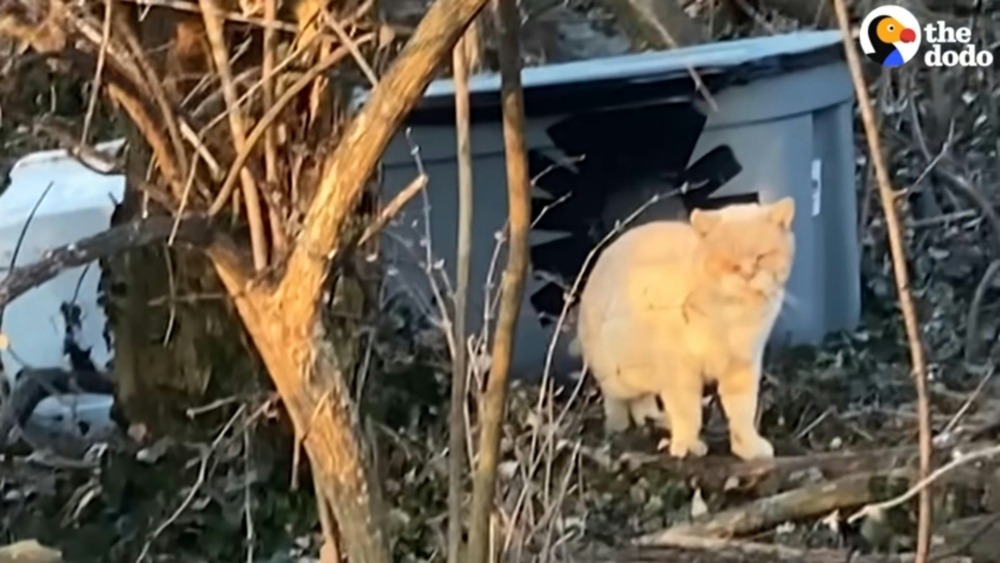 傻傻守候六年只為等一個不會回來的主人。