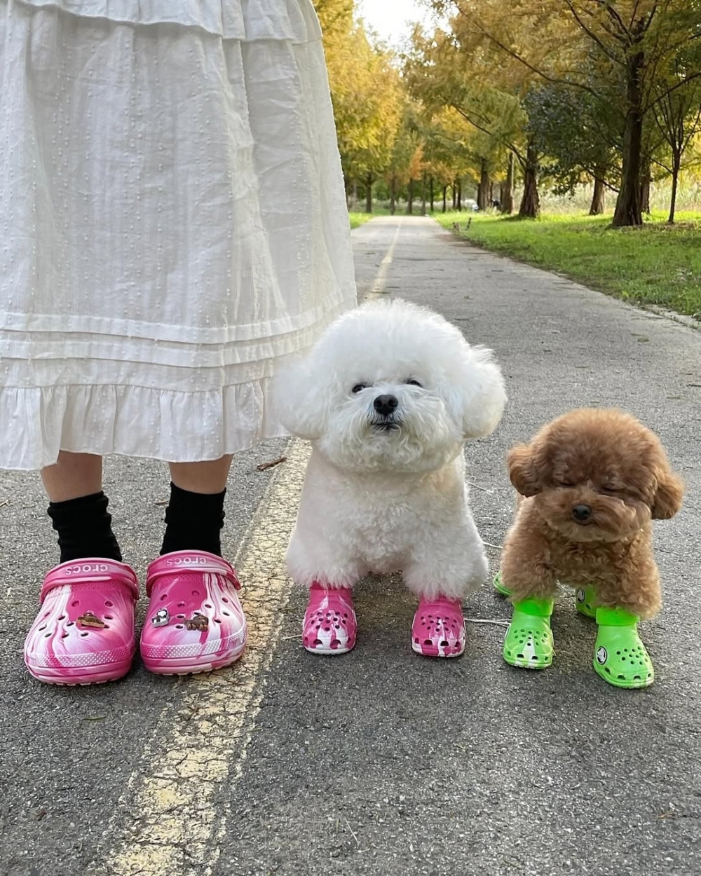 同毛孩穿母子鞋！