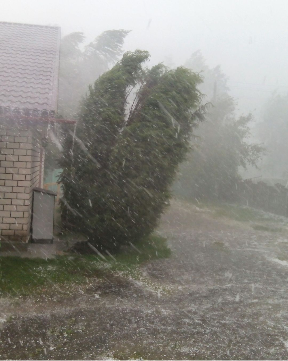 除咗保障市民自身安全，流浪動物同待領養動物嘅處境同樣令人憂心。