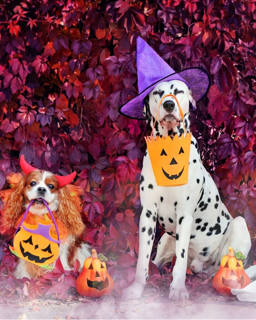 萬聖節寵物市集。