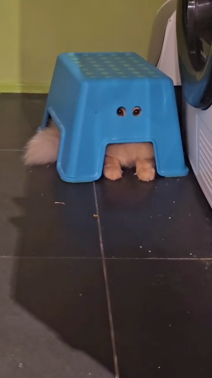 貓咪在偷偷觀察什麼？