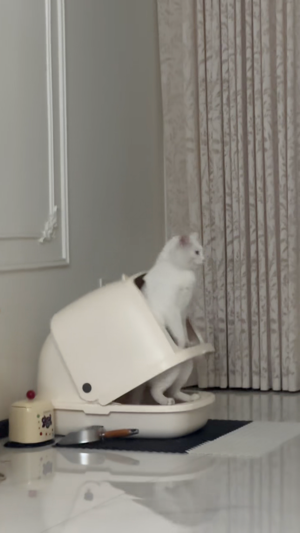 貓咪：欸欸欸！