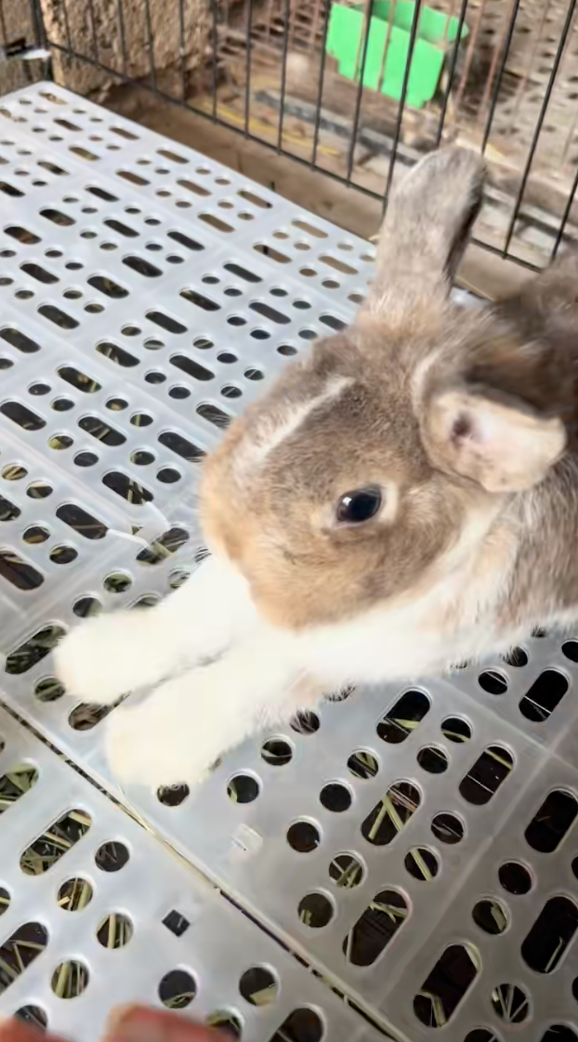 兔兔雙手把碗推開。