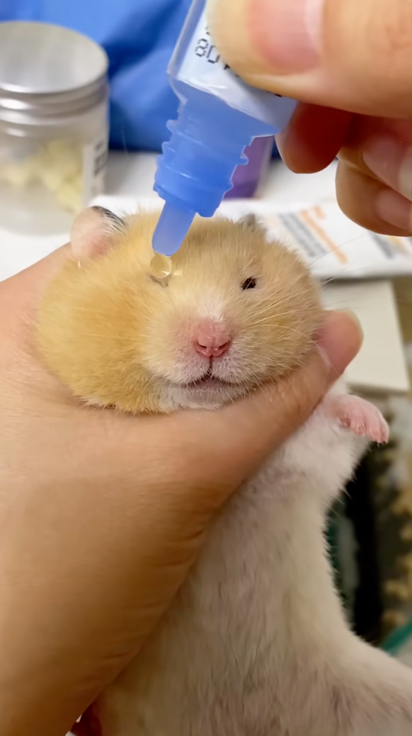 芝麻大的眼睛。