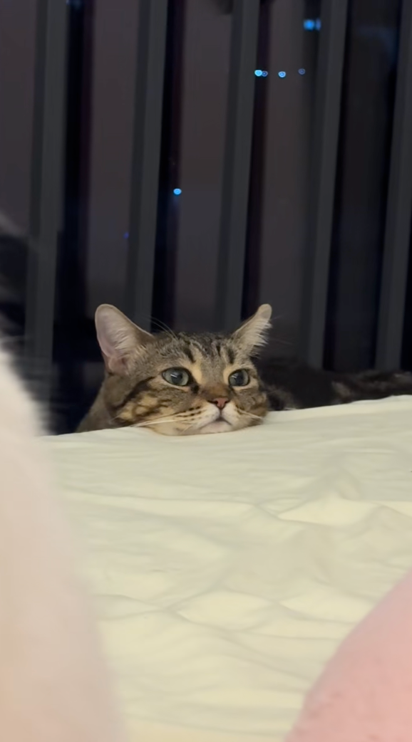 貓咪也有牠的煩惱嗎?