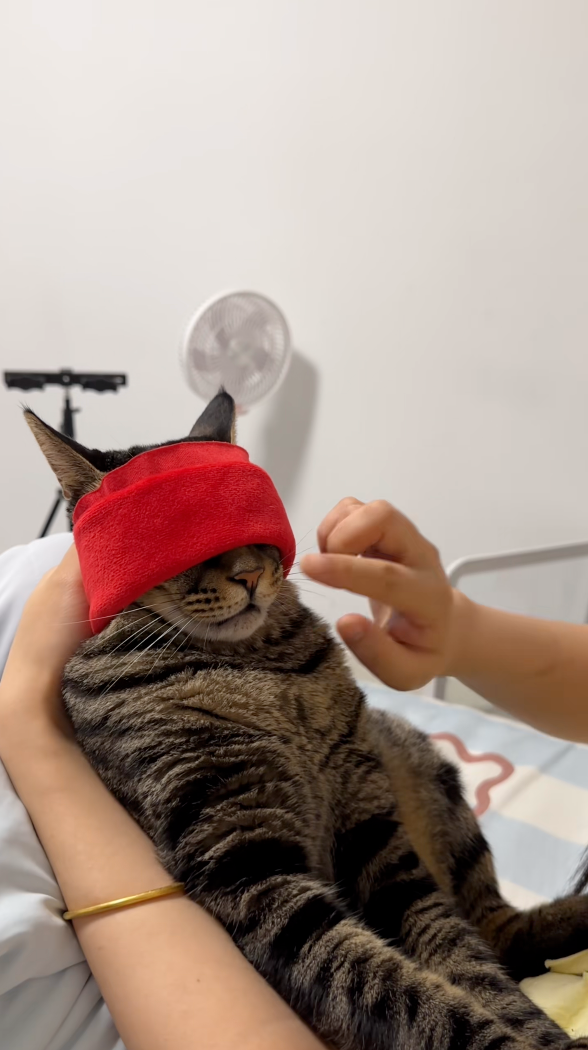 喵：嗯～這味道是媽媽～