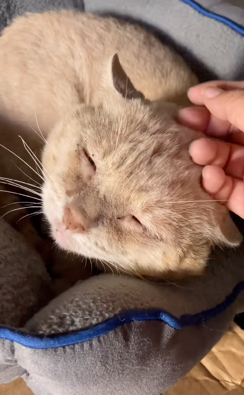 生命晚年重獲幸福。