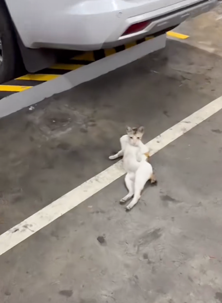 一去到停車場就看到貓咪擺出這個姿勢。