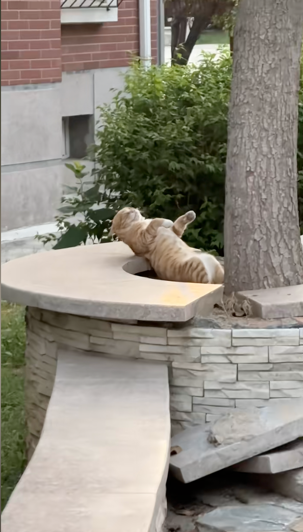 貓咪在做仰臥起坐？