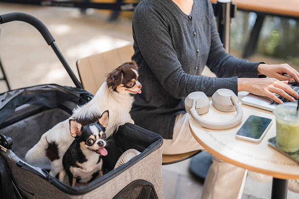 30年禁令結束，餐廳可申請「寵物友善」牌照。