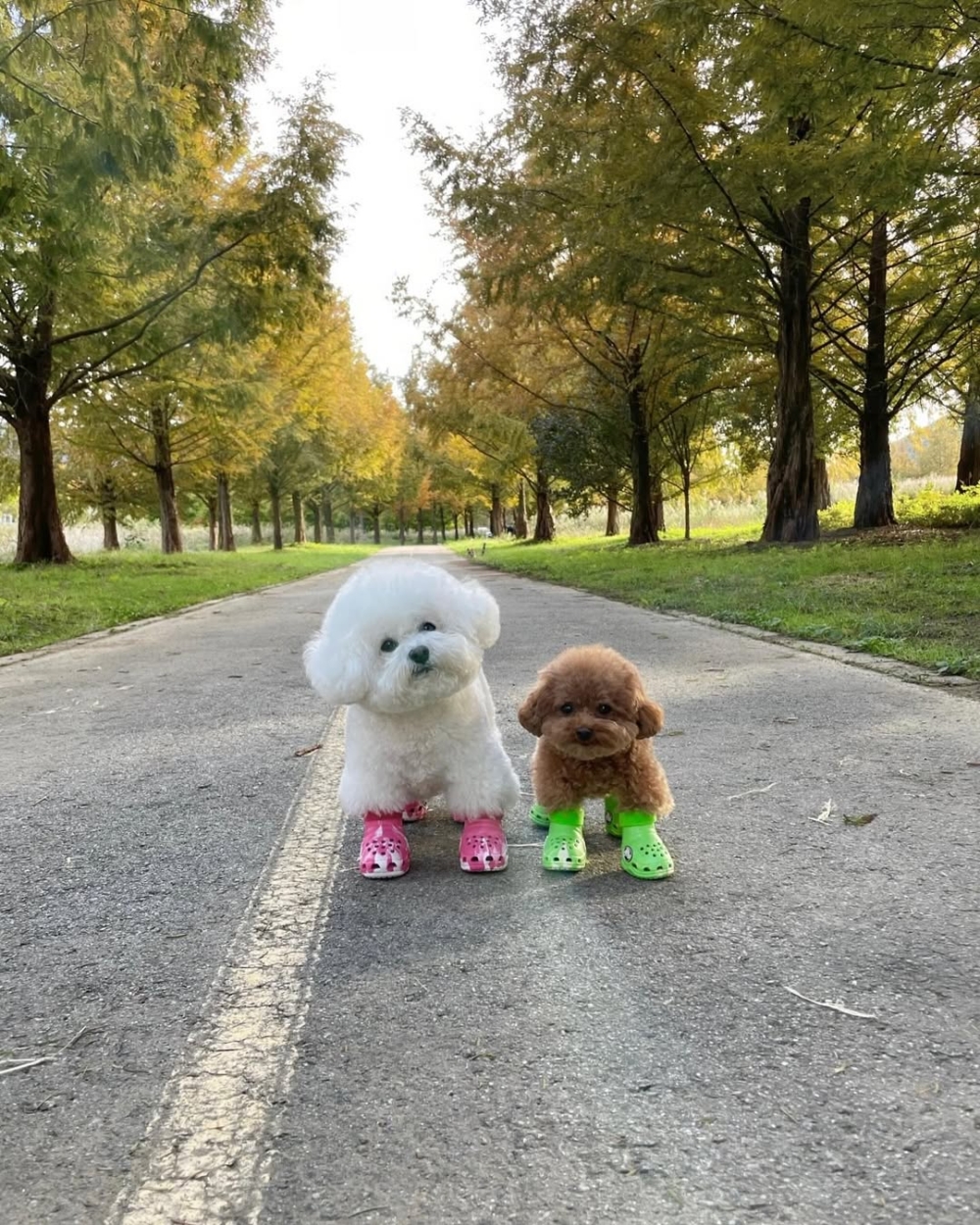 雖然鞋子能保護狗狗腳掌，但還是建議不要長時間穿著！