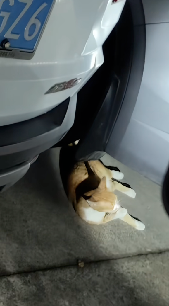 貓咪原本在專心舔毛。