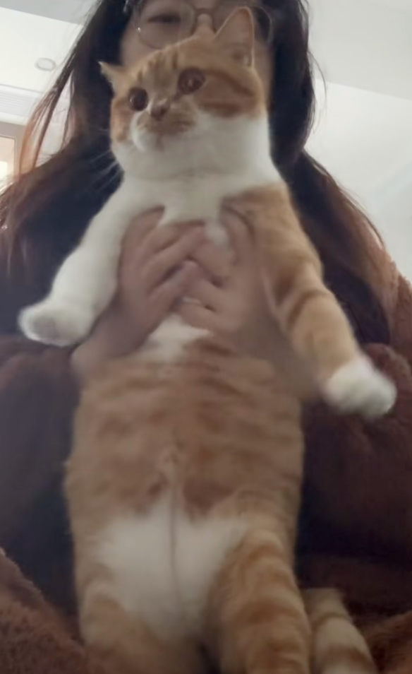 貓咪雙手伸直配合超洗腦BGM！