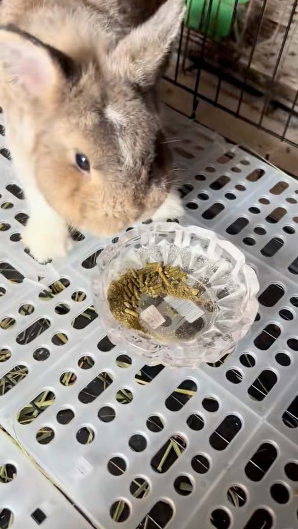 兔兔：直接把碗摔了看你還能怎麼辦！