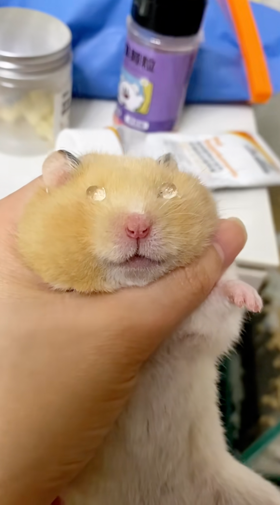 眼睛上有兩顆透明「水晶球」。