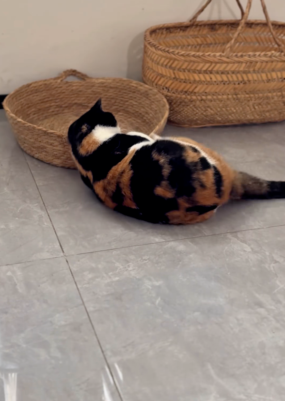 偷偷蓄謀著做壞事！