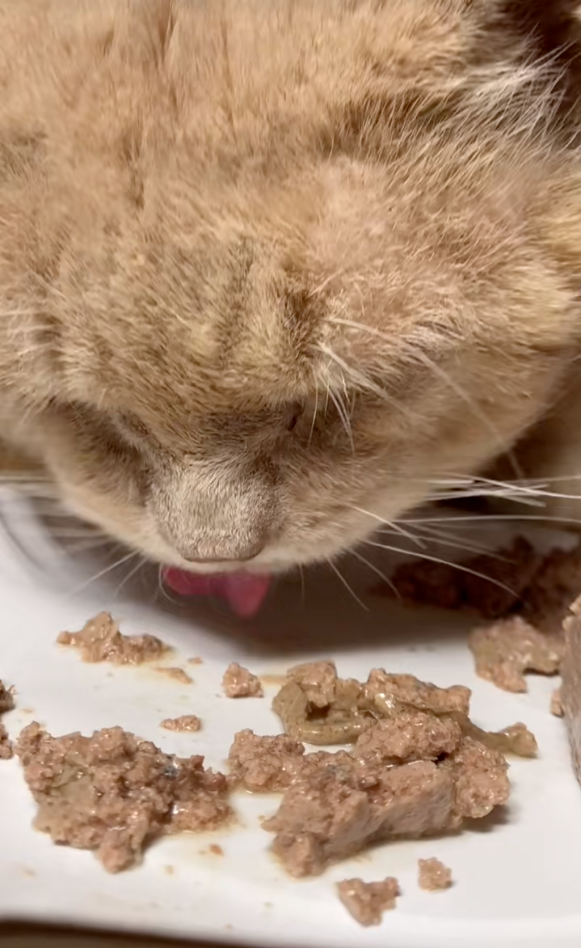 Rosa 將牠帶到收容所，為牠進行眼疾手術，並安排後續照護。