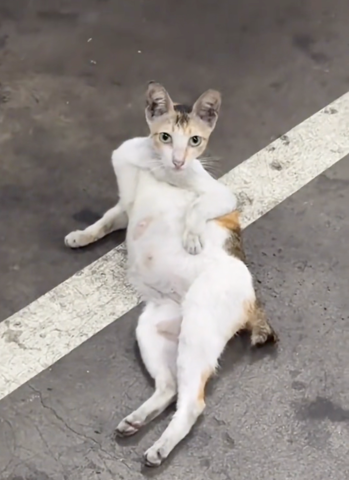 貓咪一手撐著地上一手叉腰。