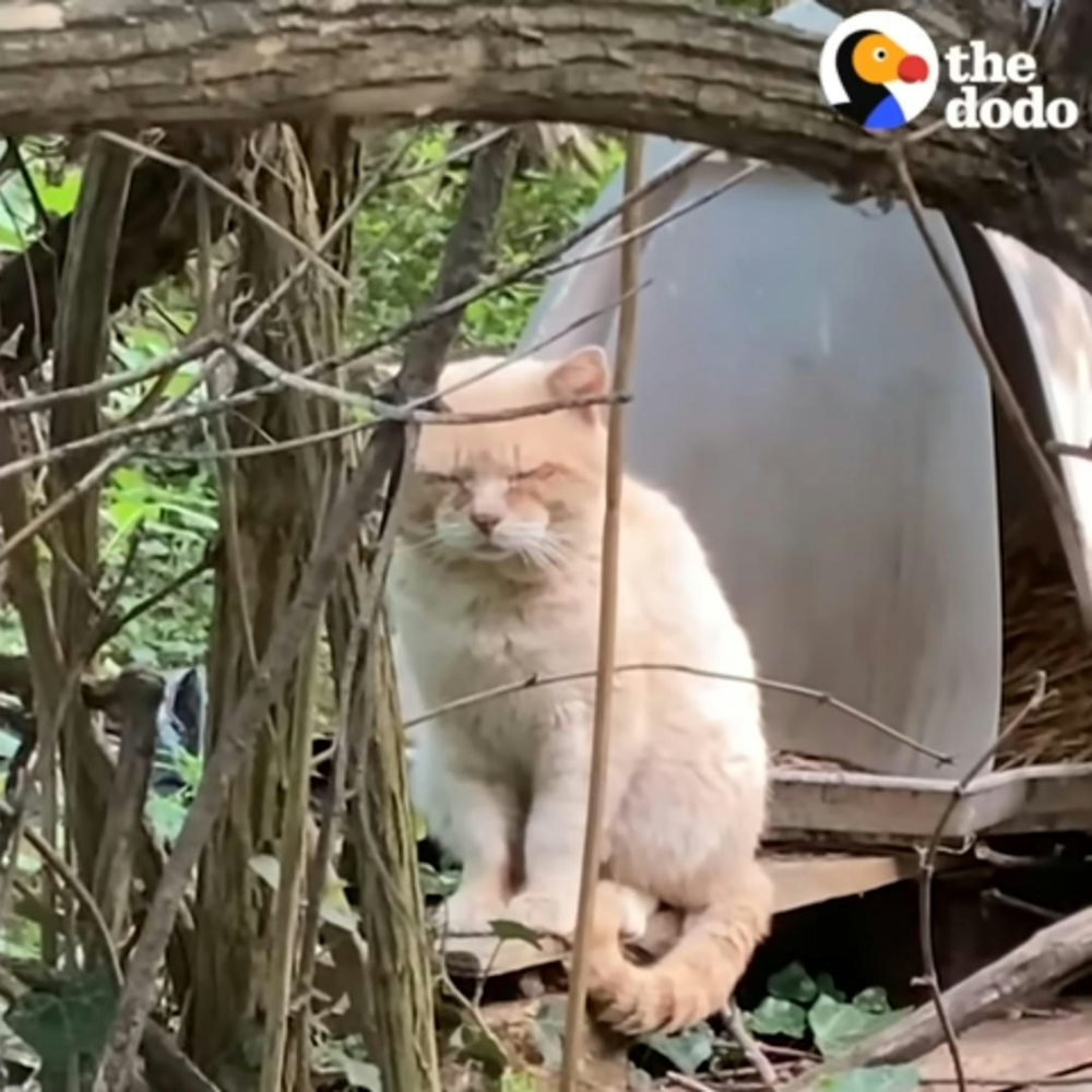 牠經常徘徊在舊居和附近森林裡，即便風雨來臨也不肯離開。