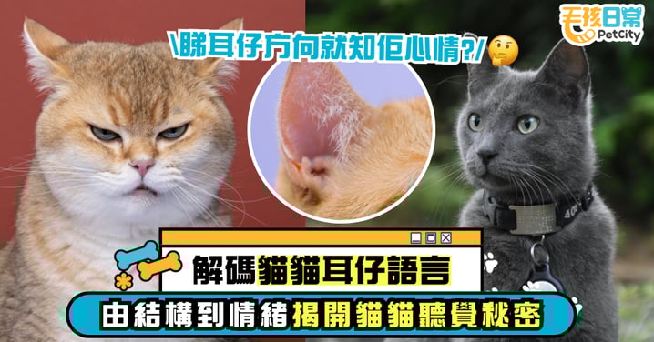 解碼貓咪耳朵語言：從結構到情緒揭開貓咪聽覺秘密 原來可以透過耳朵方向判斷貓咪心情？