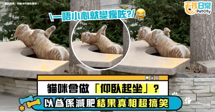 貓咪不小心做了個「仰臥起坐」！以為在減肥 真相卻超搞笑！