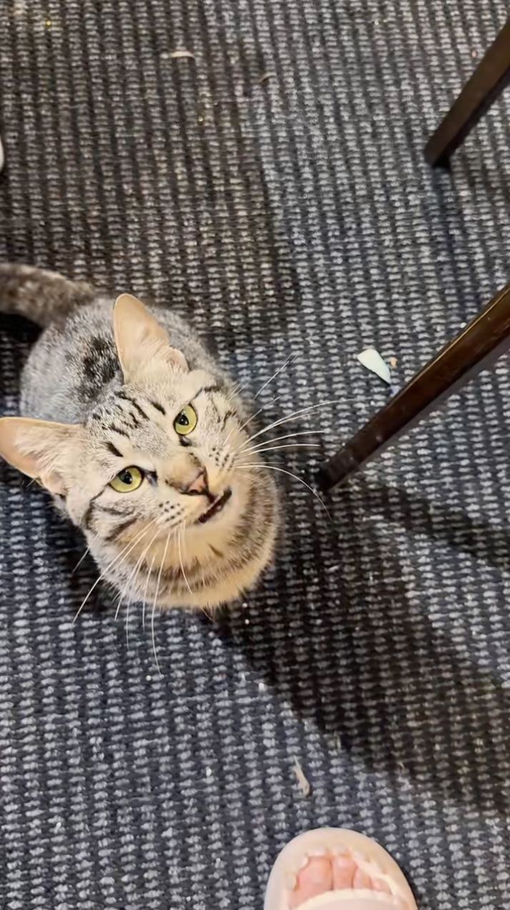 誰都沒想到貓咪會發出這樣的聲音。