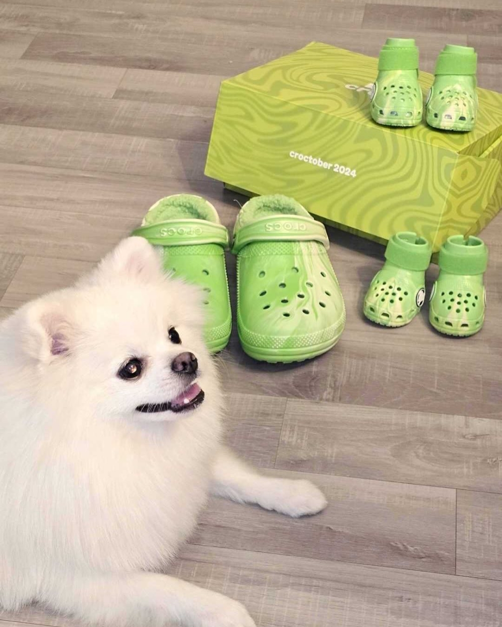 目前 Crocs 香港官網與專門店尚未引進寵物鞋系列。