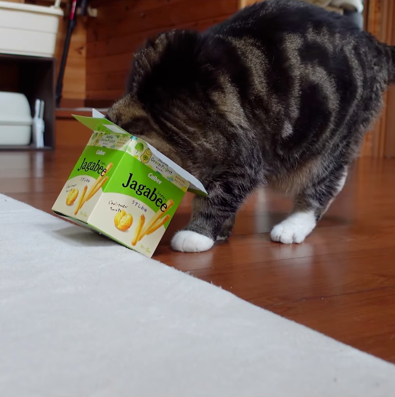 Maru被確診患有肺腺癌（常見的肺癌類型）。