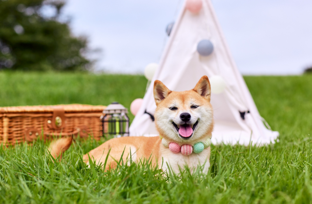 寵物友善「GO 野餐」專區