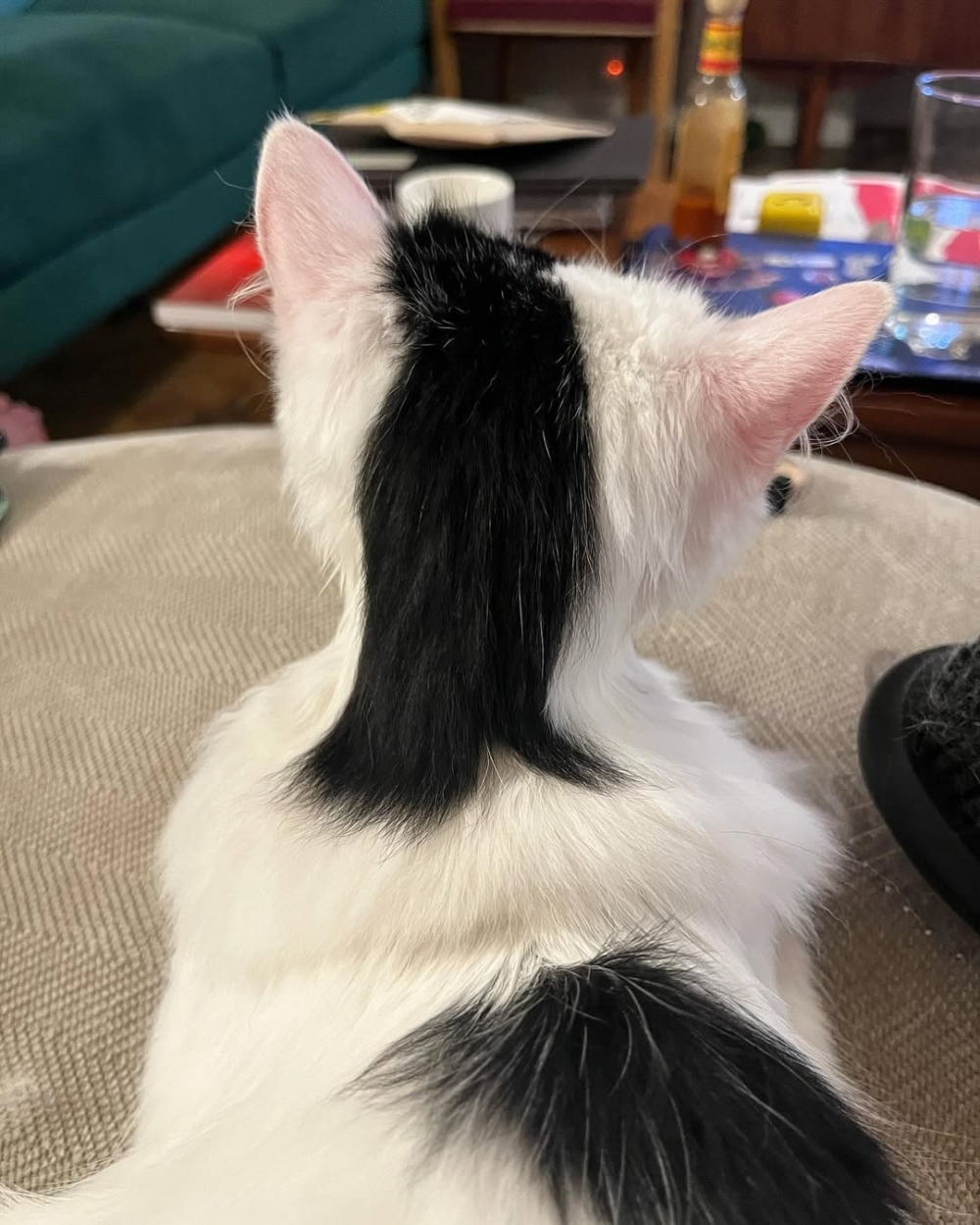 這髮型超酷的～