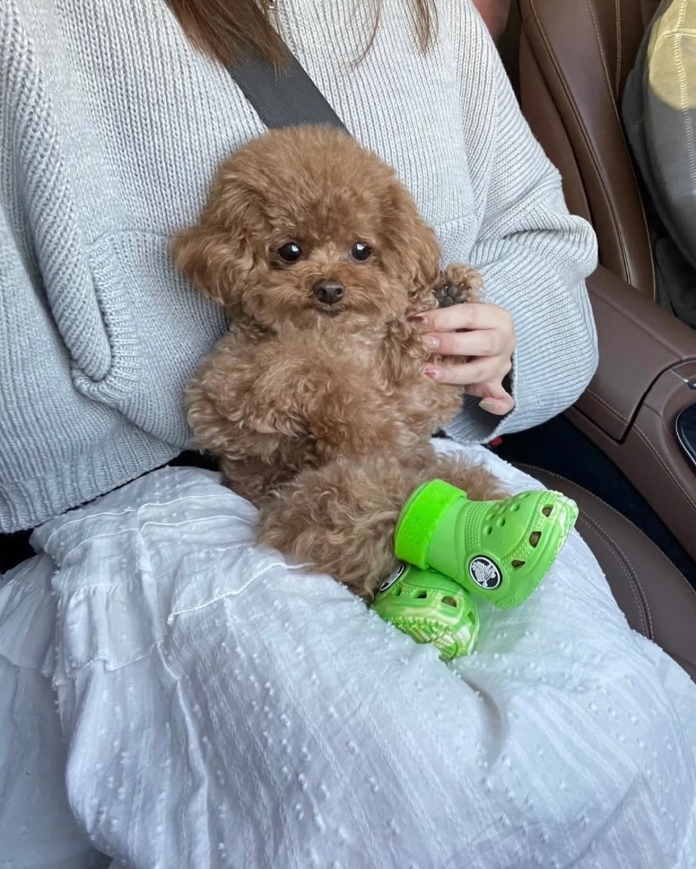 避免影響毛孩散熱與自然走路方式！