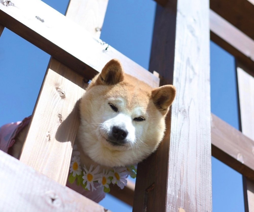 謝謝你帶給我們快樂。