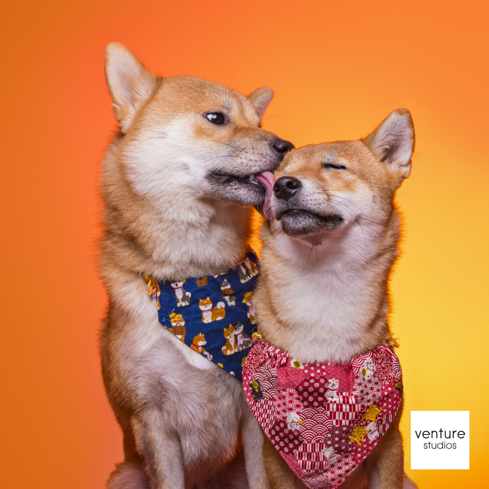 Doggo博覽將會向公眾免費開放，集合近 100 個人氣品牌！