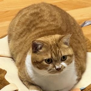 貓咪：為了罐罐先忍著好了～