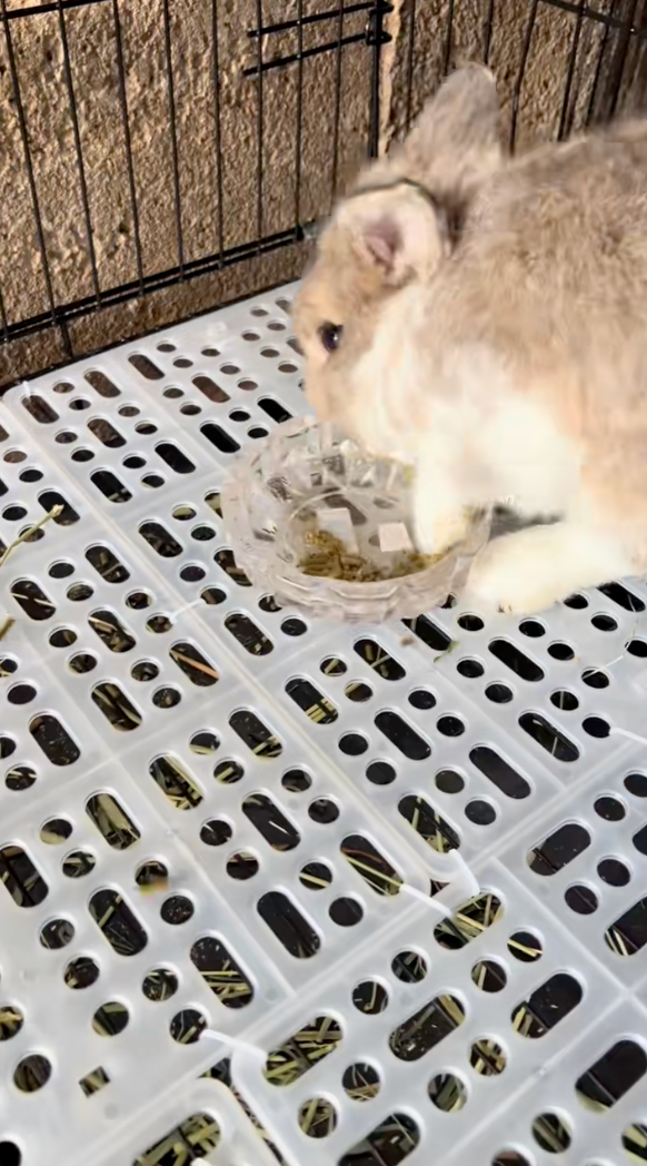 超級叛逆的兔兔用手把飼料刨出碗外！