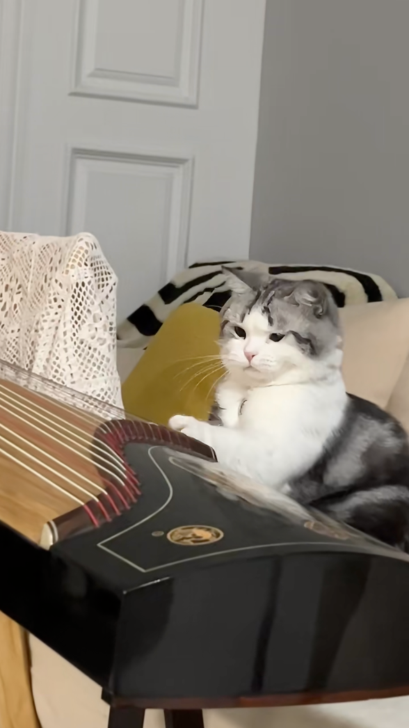 喵:欸?發現新大陸!