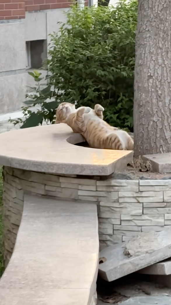 人家只是在舔毛啦～