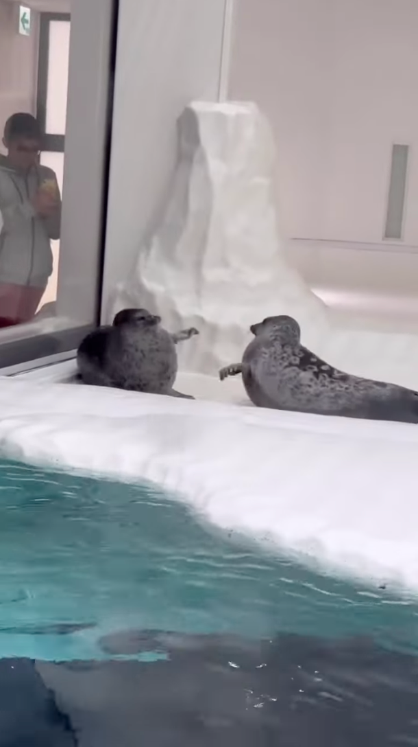 海豹：你打我，我也要打回你！