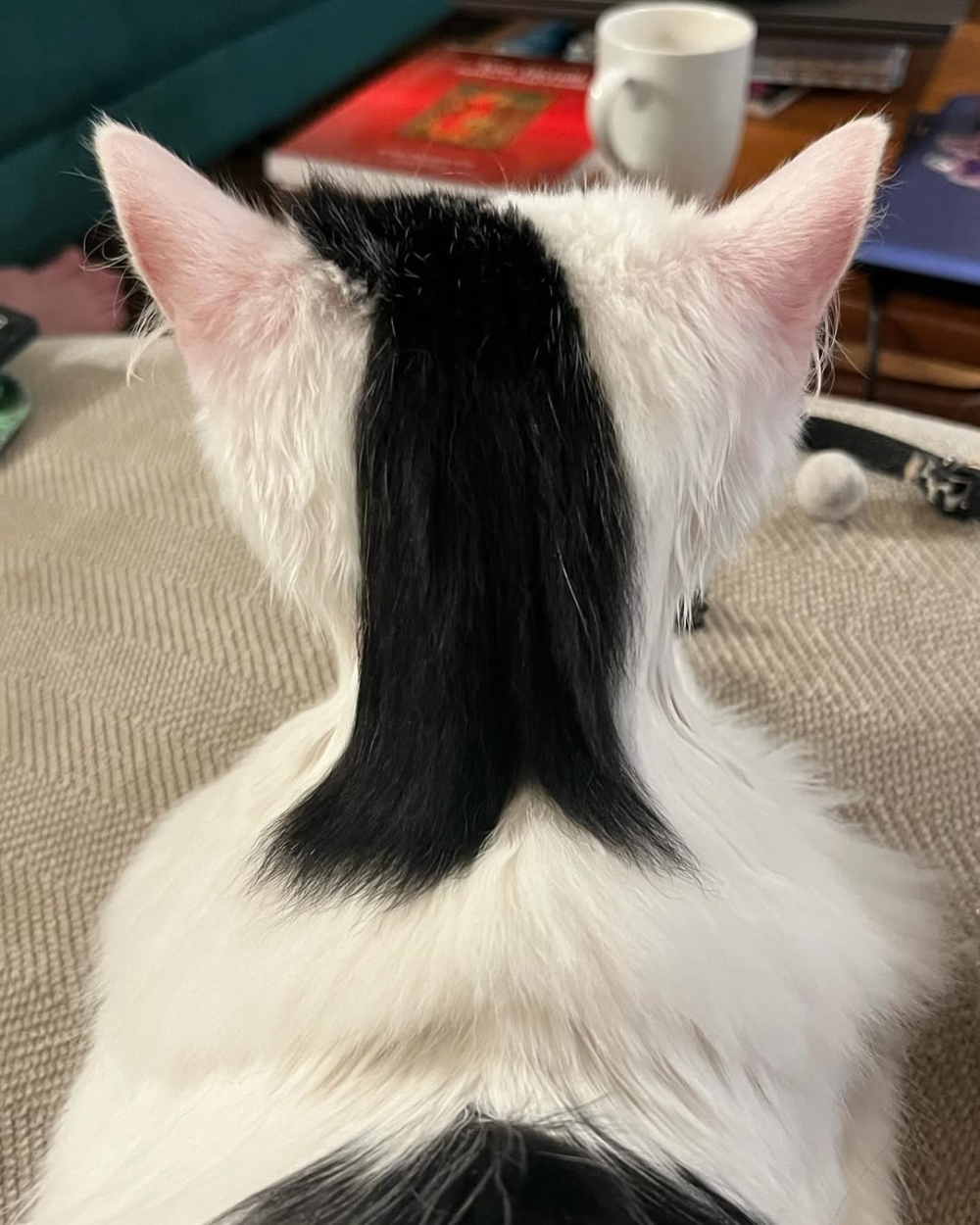 天生就是當搖滾的料！