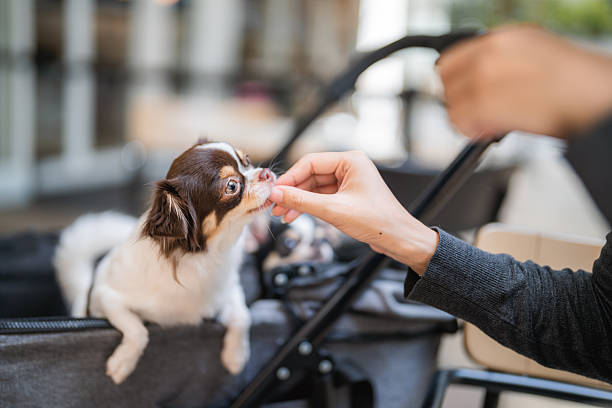 寵物市場潛力大，需求快速增長。