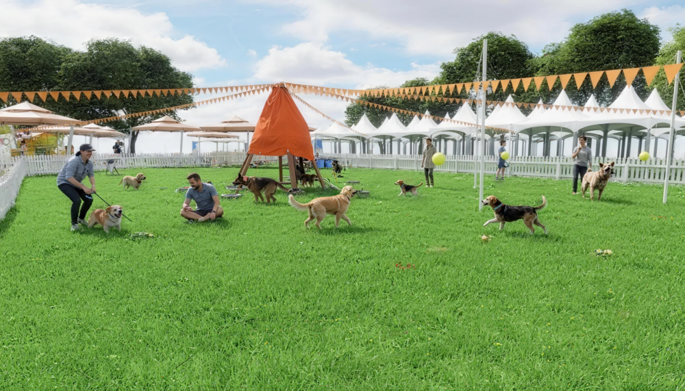 毛孩可以盡情放電！