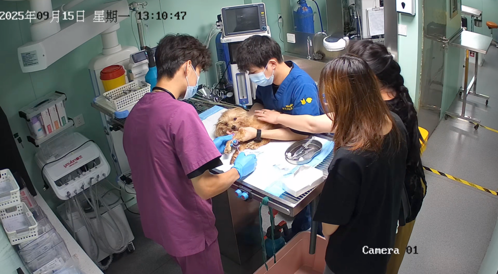 晚安了，多吉。