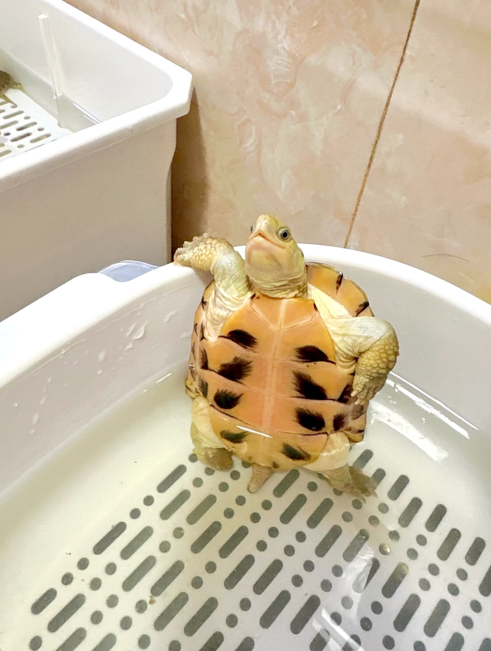 怎麼看著有點跩跩的？