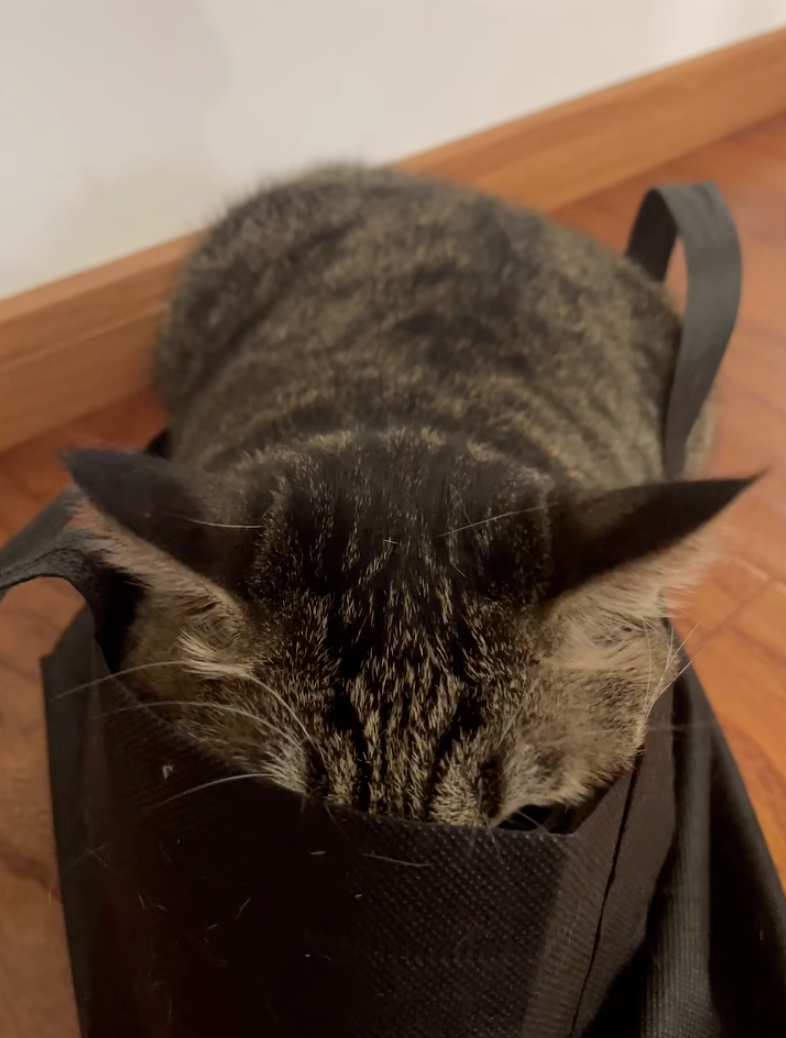 喵:嘿嘿~媽媽肯定看不到我吧~