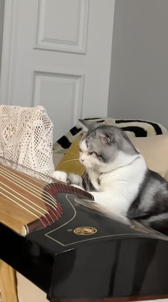 喵:好像還蠻容易的~