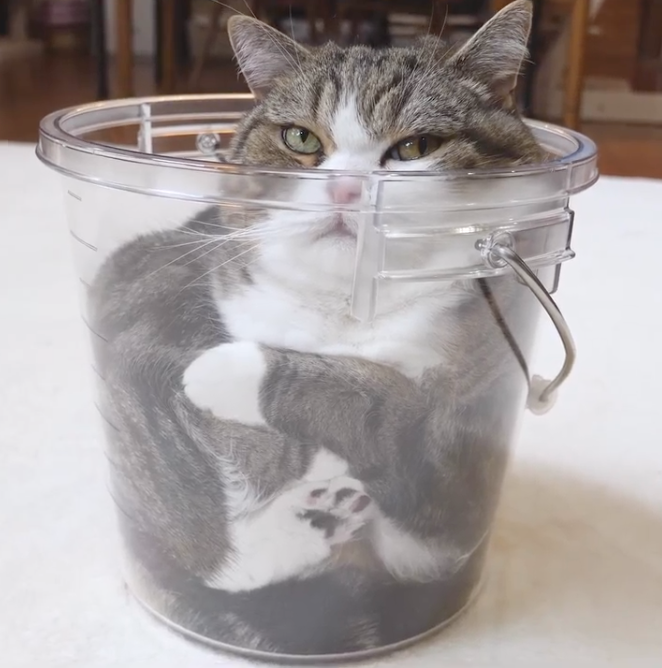 Maru因其鑽入狹小空間休息或玩耍的可愛模樣在YouTube走紅。