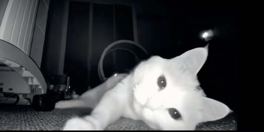 貓咪離世前默默看向CCTV。